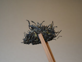Close-up of 2025 Tan Chun raw Puerh dry tea leaves held up with traditional tea chopsticks.