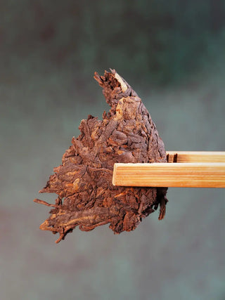 Close-up of a piece of the Spring Ming Ripe Pu-erh Tea Cake – 2020 held by tea tongs, showing compact dark leaves.